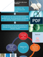 Microinyección de Adn en Células Embrionarias