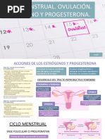 Ciclo Menstrual