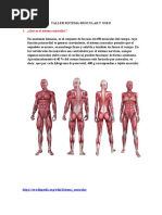 Taller Sistema Muscular y Oseo