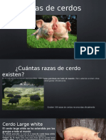 Cerdo Razas