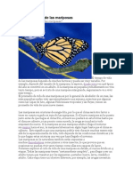 El Ciclo de Vida de Las Mariposas