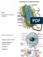 Caracteristicas de Las Celulas