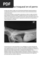 Colapso Traqueal en El Perro