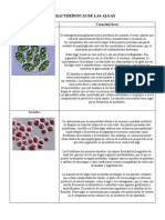 Características de Las Algas. Cuadro Comparativo