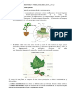 Estructura y Fisiología de Las Plantas