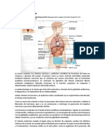 Sistema Endócrino y Glandulas