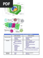 Comparación de Estructuras en Células Animales y Vegetales