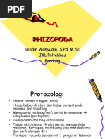 RHIZOPODA