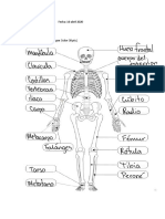 Examen de Davila Los Huesos 1 PDF