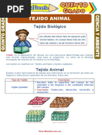 Tejido Animal para Quinto Grado de Primaria