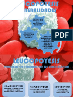 Leucopoyesis PDF