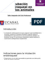 Intubación Endotraqueal en Pequeños Animales