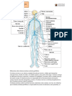 Diferencias Entre Sistema Nervioso Central y Periférico