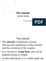 The Clavicle: (Collar Bone)