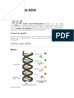 Partes Del ADN