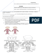 Ciencias Naturales Los Musculos 2