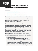 Cuáles Son Las Partes de La Anatomía Sexual Femenina