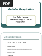 Cellular Respiration