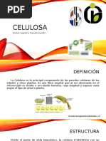 Celulosa 2