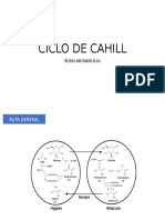 10.ciclo de Cahill