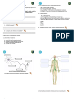 Guia Sistema Nervioso Cuarto Básico