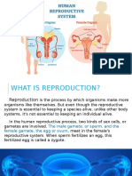 Human Reproductive System