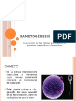 Gametogénesis