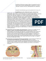 Fascia Cervical