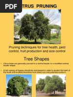 CITRUS PRUNING Presentation PDF