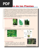 Botanica - Reino de Las Plantas