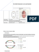 Diferente Dintre Dintii Temporari Si Cei Permanenti