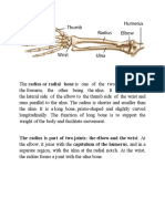 The Radius Is Part of Two Joints: The Elbow and The Wrist. at