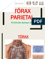 Clase 8-Torax Parietal