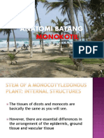 Anatomi Batang Monokotil PDF