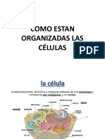 S2 Organizacion Celular