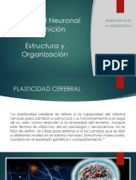 Plasticidad Neuronal