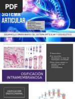 Desarrollo Embrionario Del Sistema Articular y Esquelético