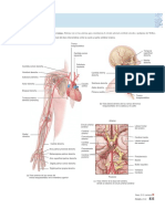 Irrigacion Extremidades