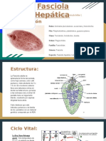 Fasciola Hepática (Presentación Infectologia)