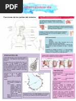 INDAGAMOS Y CONTRASTAMOS: Sistema Respiratorio