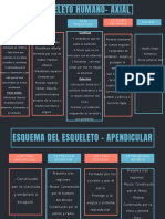 Esquema Del Esqueleto - Axial y Apendicular