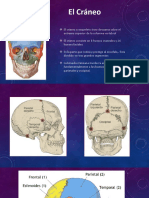 Anatomia Craneo