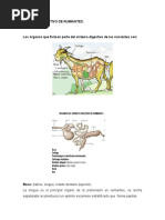 Aparato Digestivo de Rumiantes 2018