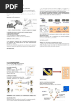 La Reproducción en Animales Guia 2