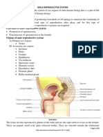 Male Reproductive System