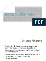 ppt-11 - Sistema Urinario