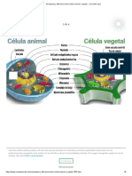 Semejanza y Diferencia Entre Célula Animal y Vegetal - Conócelas Aquí PDF