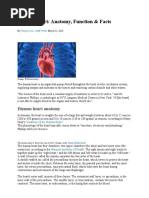 Human Heart: Anatomy, Function & Facts