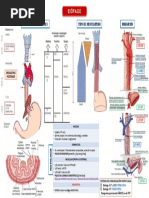 Esófago. Anatomía