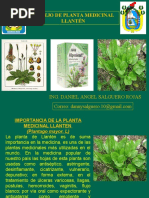 Planta Medicinal de Llanten 2019